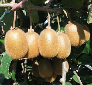 Il kiwi rappresenta il 6% della produzione frutticola italiana